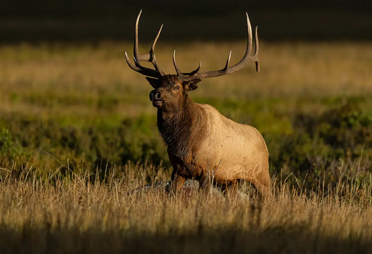 Bull Elk in morning light during the Elk Rut in Rocky Mountain National Park meadow